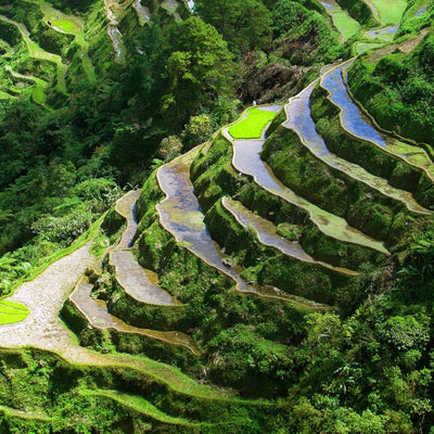 Save The Ifugao Rice Terraces In The Philippines: Why You Should Join The Movement
