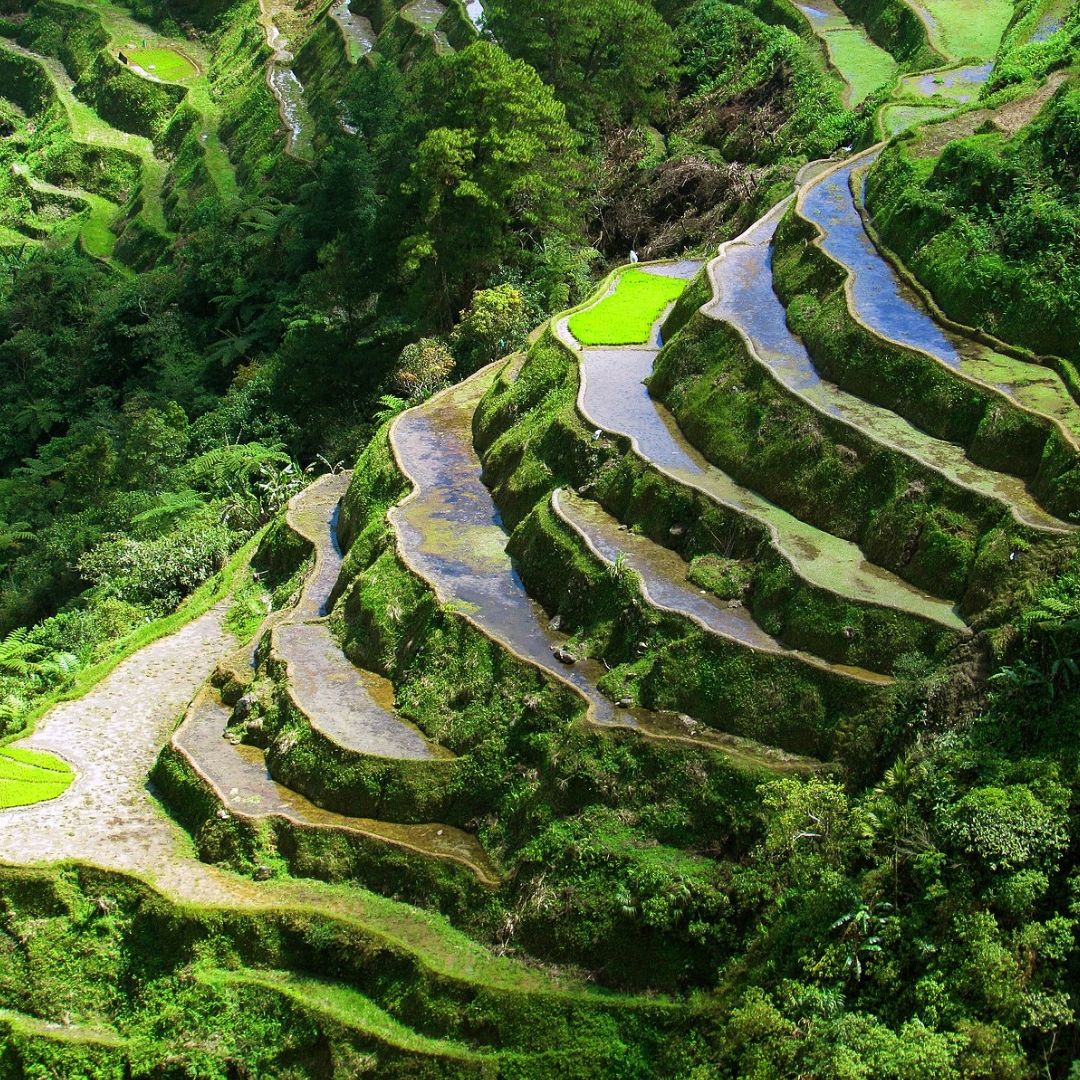 Save The Ifugao Rice Terraces In The Philippines